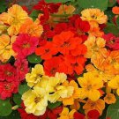Nasturtium WHIRLYBIRD DOUBLE MIX Dwarf 12"" Multicolor Fragrant Edible 20 Seeds