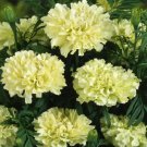 African Marigold Kilimanjaro WHITE Flowers Beneficial Plant Non-GMO 50 Seeds