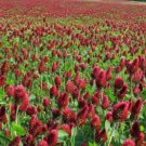 Clover CRIMSON RED Flowers legume adds Nitrogen Pollinators Non-GMO 1000+ Seeds