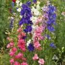 Rocket Larkspur Delphinium IMPERIAL MIX Tall Wildflowers USA Non-GMO 200 Seeds