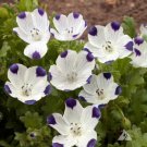 Five-Spot / Buffalo Eyes Nemophila Native Sun or Shade Spring Non-GMO 200 Seeds