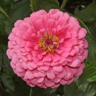 Zinnia ROSE Tall Pink Cut Flowers Butterflies Bees Huge Blooms Non-GMO 100 Seeds