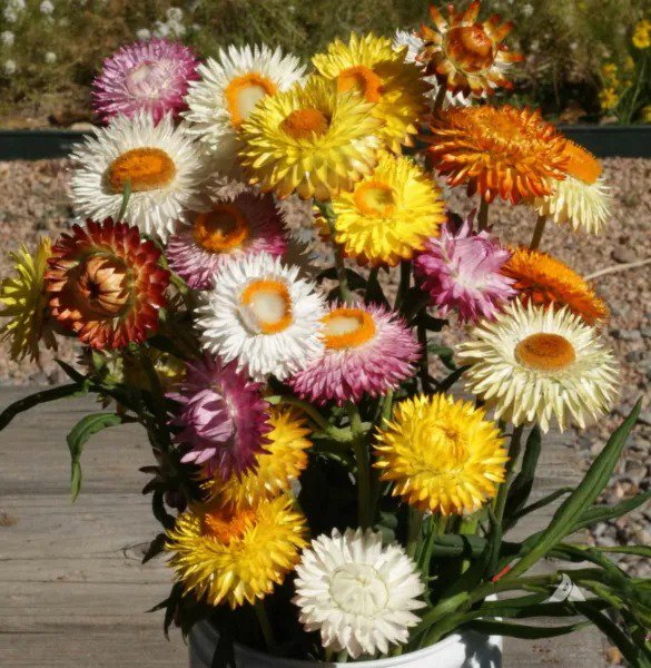 STRAWFLOWER TALL Mixed Dried Flowers Cut Flowers 36"" Tall Non-GMO 500 Seeds