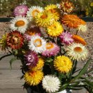 STRAWFLOWER TALL Mixed Dried Flowers Cut Flowers 36"" Tall Non-GMO 500 Seeds