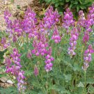 UTAH SWEETVETCH Native Perennial Full Sun Drought Tolerant Non-GMO 100 Seeds