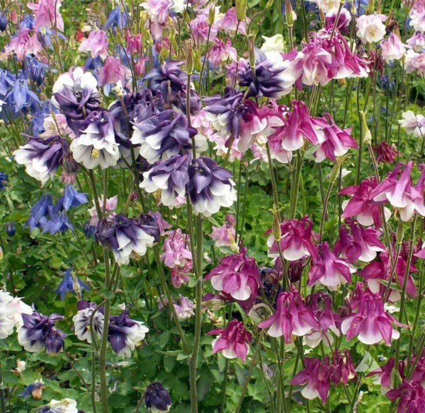 Columbine DWARF MIX Granny's Bonnet Perennial Fall Planting Non-GMO 200 Seeds
