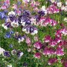 Columbine DWARF MIX Granny's Bonnet Perennial Fall Planting Non-GMO 200 Seeds