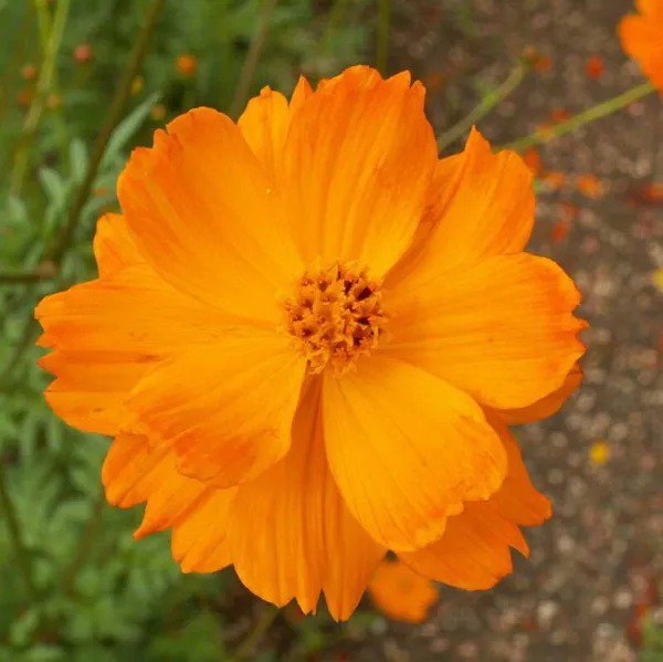 Cosmos CREST ORANGE DWARF Double Blooms Pollinators Non-GMO 100 Seeds