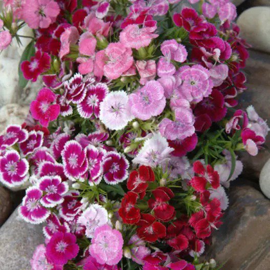 Sweet William dianthus DWARF WEE WILLIE MIX Part-Shade OK Non-GMO 200 Seeds