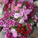 Sweet William dianthus DWARF WEE WILLIE MIX Part-Shade OK Non-GMO 200 Seeds