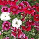 Sweet William Dianthus BABY DOLL Mix Pinks DWARF 8-12"" USA Fragrant 200 Seeds