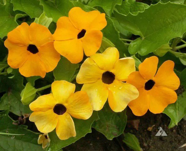 BLACK EYED SUSAN VINE Mixed Colors Tender Perennial Pollinators Non-GMO 25 Seeds
