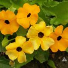 BLACK EYED SUSAN VINE Mixed Colors Tender Perennial Pollinators Non-GMO 25 Seeds