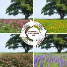 ENDLESS SUMMER PERENNIAL Mix Blooms all Season Non-GMO Fresh Seed 2gr 500 Seeds
