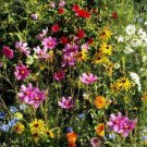 Wildflower Mix GULF COAST/CARIBBEAN Regional Heirloom Flowers Non-GMO 500+ Seeds