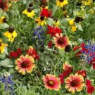 Wildflower Mix TEXAS / OKLAHOMA Regional USA SELLER HEIRLOOM Non-GMO 1000 Seeds