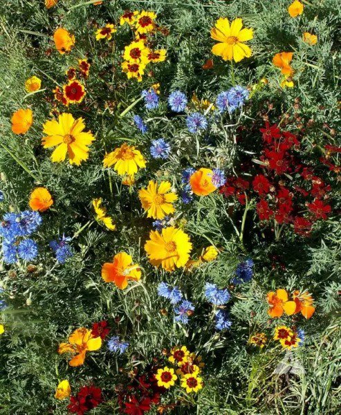 Wildflower Mix LOW GROWING Short Flowers w/ Perennials USA Non-GMO 500+ Seeds