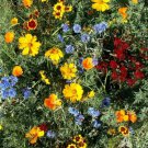 Wildflower Mix LOW GROWING Short Flowers w/ Perennials USA Non-GMO 500+ Seeds