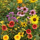 Wildflower Mix BIRD LOVER’S Perennials & Annuals Summer-Fall Non-GMO 500+ Seeds