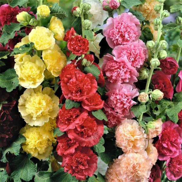 Hollyhock CHATER'S DOUBLE Mix Peony Flowered Blooms Biennial Non-GMO 50 Seeds