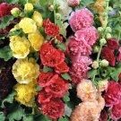Hollyhock CHATER'S DOUBLE Mix Peony Flowered Blooms Biennial Non-GMO 50 Seeds
