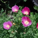 California Poppy PURPLE GLEAM Elegant unusual Mid-Late Season Non-GMO 1200 Seeds