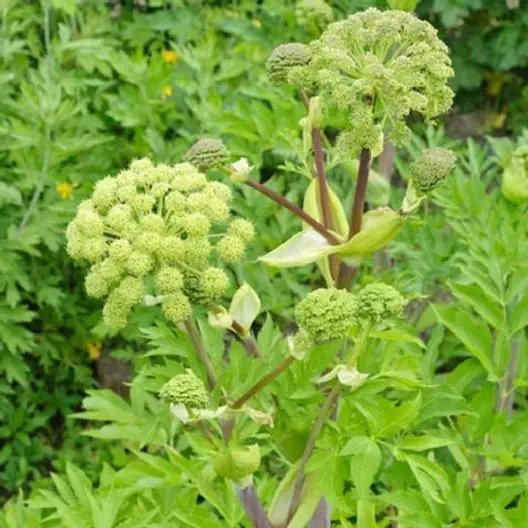Herb ANGELICA HOLY GHOST Biennial Culinary Licorice Fragrant Non-GMO 100 Seeds