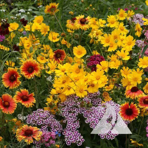 Wildflower Mix KNEE-HIGH Heirloom Flowers Butterflies Non-GMO 500+ Seeds