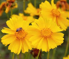 STRAWFLOWER DWARF Mixed Dried Flowers Cut Flowers 18"" Tall Non-GMO 500 Seeds