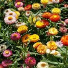 Wildflower Mix HONEY BEE Heirloom Flowers Pollinators Non-GMO 500+ Seeds