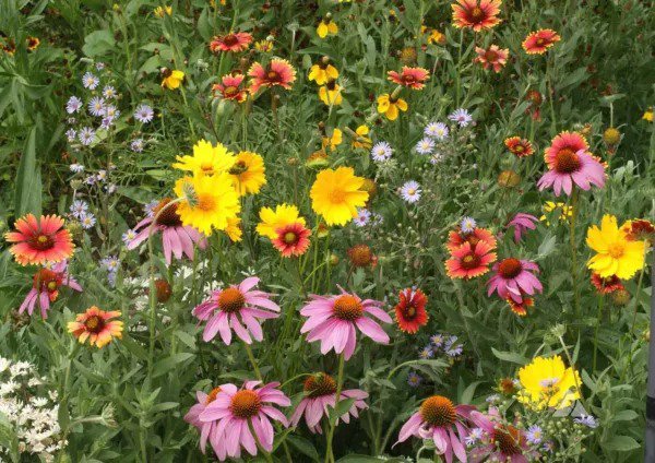 Wildflower Mix BEE FEED Native Bees Pollinators Fresh Garden Non-GMO 1000 Seeds