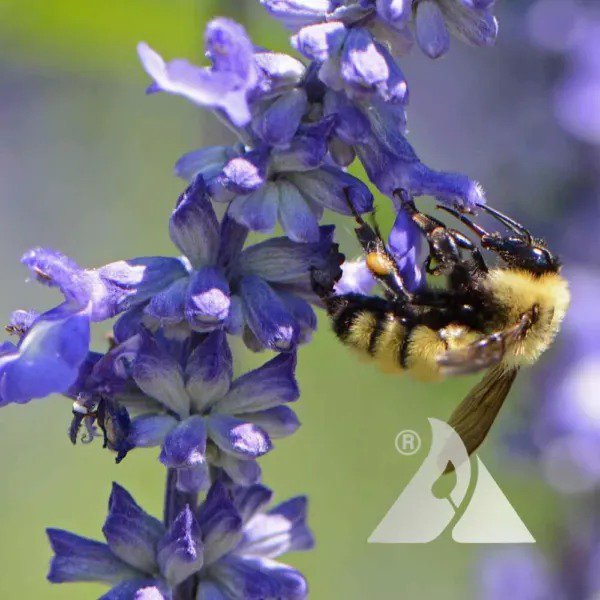 Cleome MIXED COLORS Spider Plant FALL PLANTING Pollinators USA Non-GMO 200 Seeds