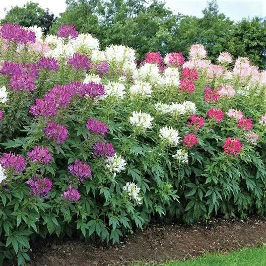 Johnny Jump-Up HELEN MOUNT Viola Containers Fragrant Non-GMO 1000 Seeds