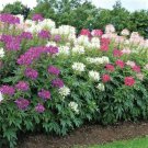 Johnny Jump-Up HELEN MOUNT Viola Containers Fragrant Non-GMO 1000 Seeds