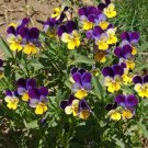 TOADFLAX Spurred Snapdragon FAIRY BOUQUET Heirloom Pollinator Non-GMO 500 Seeds