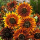 French Marigold COURT JESTER & DOUBLE DWARF Tall & Short Mix Non-GMO 200 Seeds