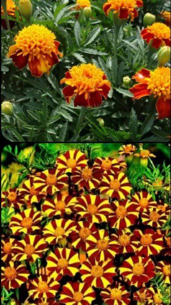 Lance-Leaf Coreopsis SUNBURST Perennial Wildflower TICKSEED Non-GMO 100 Seeds