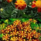 Lance-Leaf Coreopsis SUNBURST Perennial Wildflower TICKSEED Non-GMO 100 Seeds
