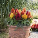 Celosia MIXED PAMPAS PLUME Striking Colors Cut & Dried Flowers Non-GMO 400 SEEDS