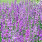 CHINESE HOUSES Wildflower Sun or Shade Pollinator Attractor Non-GMO 200 Seeds