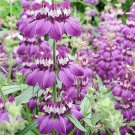 Wallflower ENGLISH Mix Fragrant Bi-Colored Perennial Biennial Non-GMO 500 Seeds