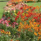 Wallflower FAIR LADY MIX Fragrant Bi-Colored Biennial Fragrant Non-GMO 200 Seeds