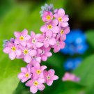 Forget Me Nots INDIGO BLUE Perennial Edging Groundcover Border Non-GMO 200 Seeds