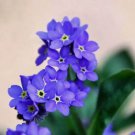 Forget Me Nots WHITE Perennial Moon Garden Ground Cover Border Non-GMO 500 Seeds