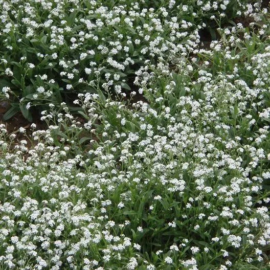 Forget Me Nots MIXED COLORS Perennial Early Blooms Pollinators Non-GMO 200 Seeds