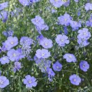 Cosmos DAZZLER 5' Tall 2-4"" Blooms Pollinators Butterflies Non-GMO 100 Seeds