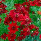 Cleome CHERRY QUEEN Spider Plant Attracts Butterflies Bees + Non-GMO 200 Seeds