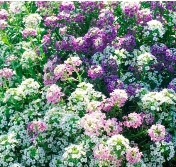 Verbena COMPACTA Mix Dwarf Groundcover Tender Perennial Bees Non-GMO 200 Seeds