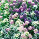 Verbena COMPACTA Mix Dwarf Groundcover Tender Perennial Bees Non-GMO 200 Seeds