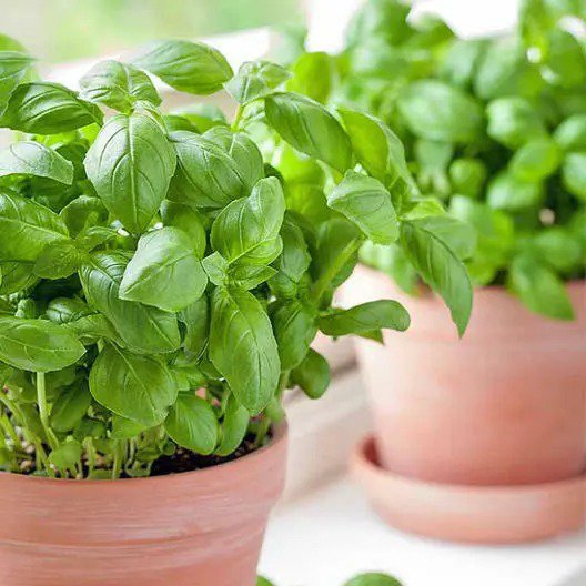 Herb ITALIAN LARGE LEAF BASIL basilicum Cooking Containers USA Non-GMO 200 Seeds